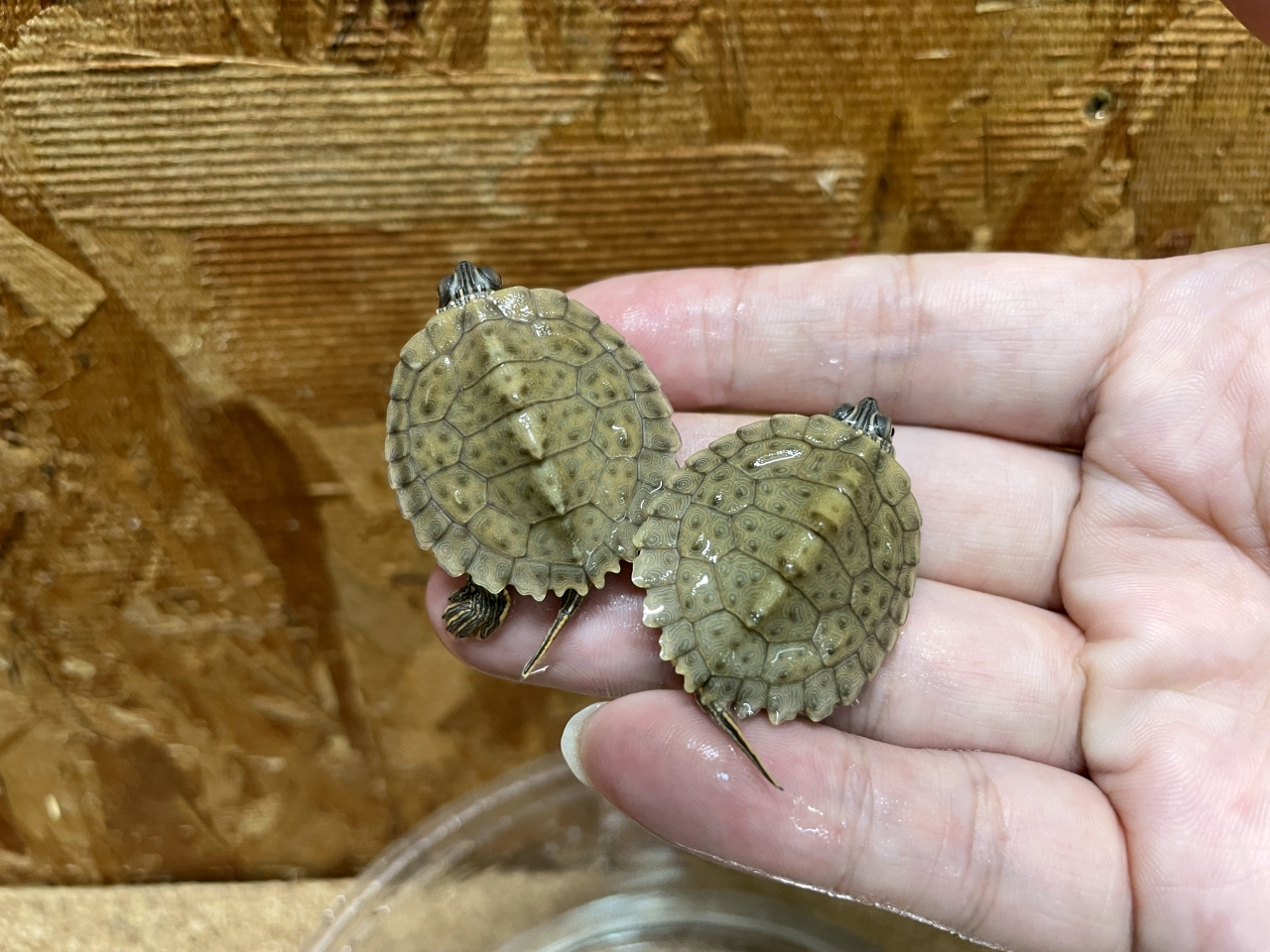 テキサスチズガメ(1)