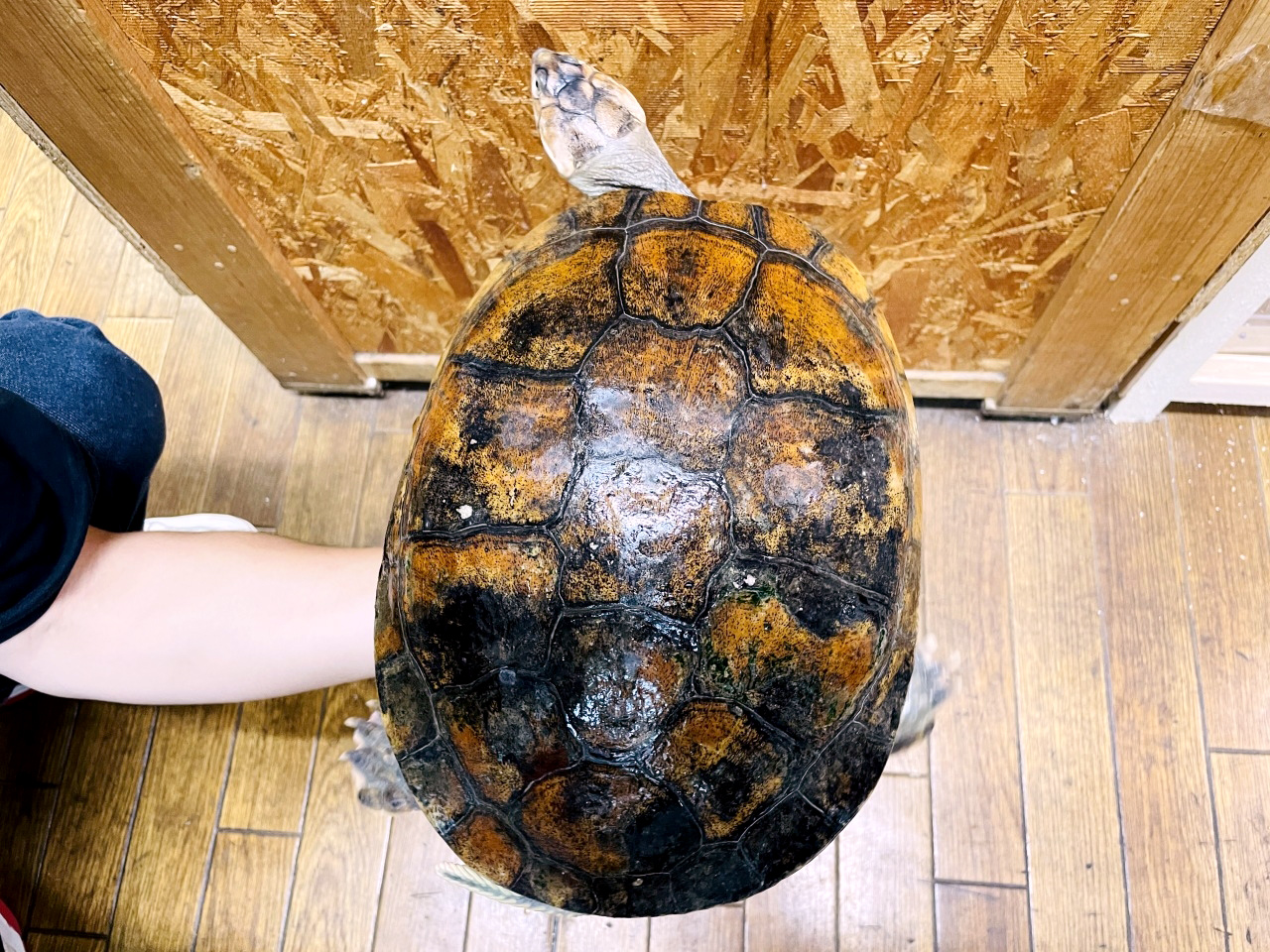 サバンナヨコクビガメ(1)