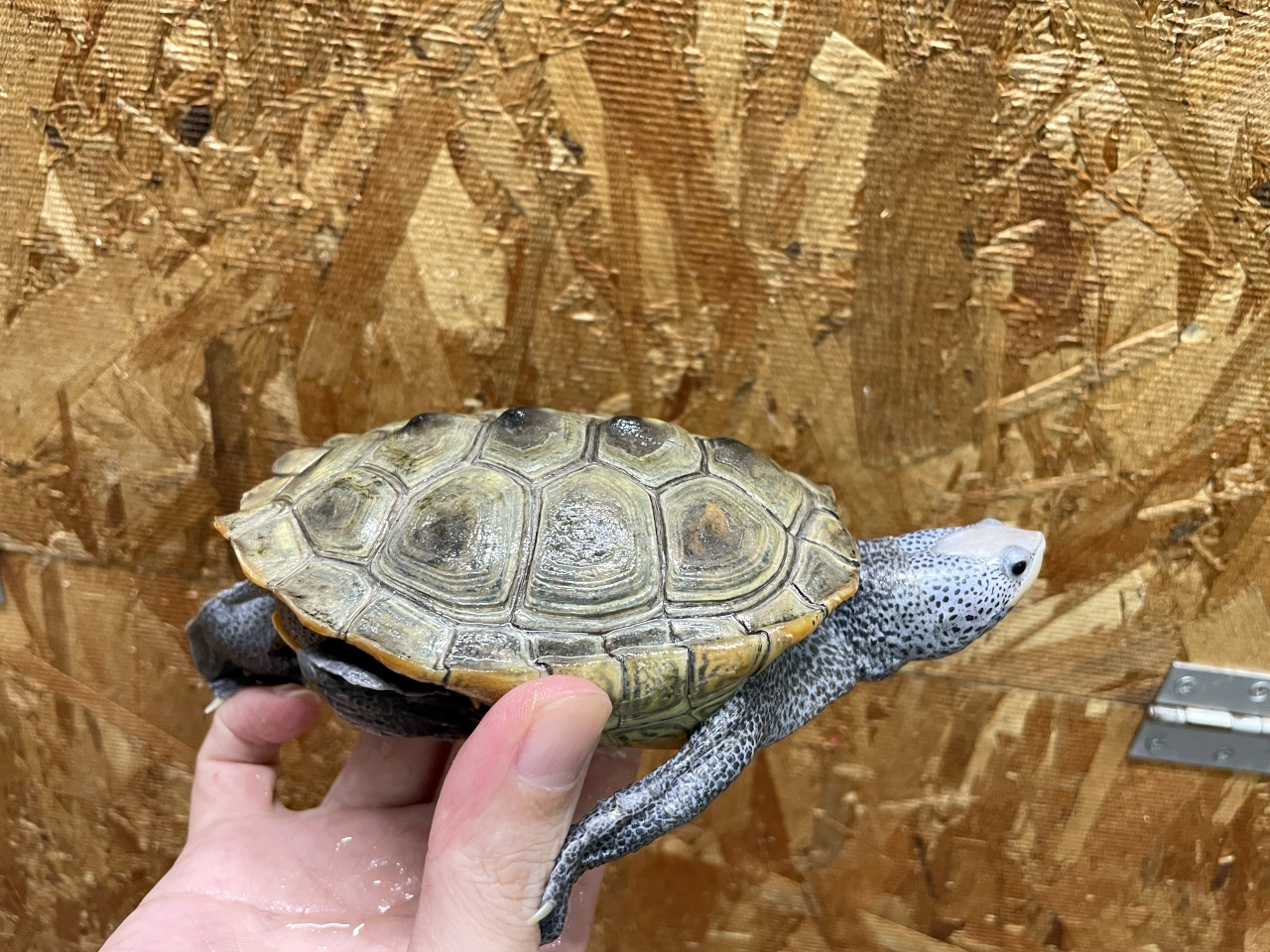 カロリナダイヤモンドバックテラピン(2)