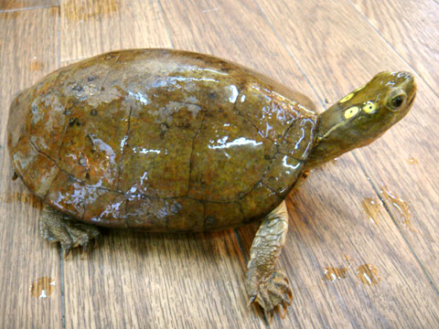 ヨツメイシガメ(5)