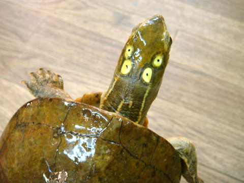 ヨツメイシガメ(6)