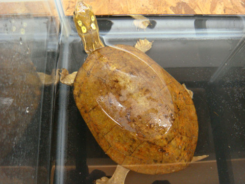 ヨツメイシガメ(7)