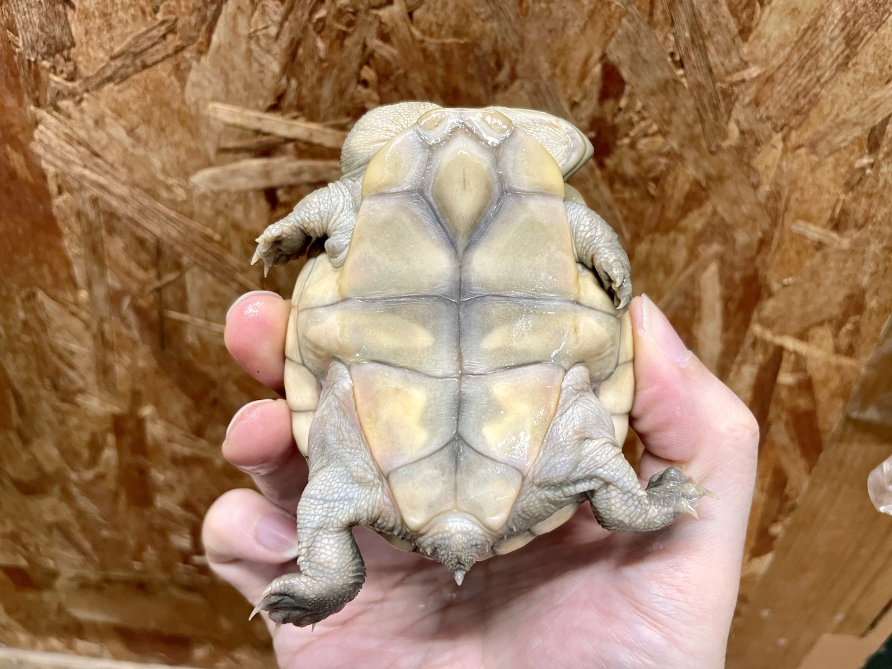 チモールナガクビガメ(4)