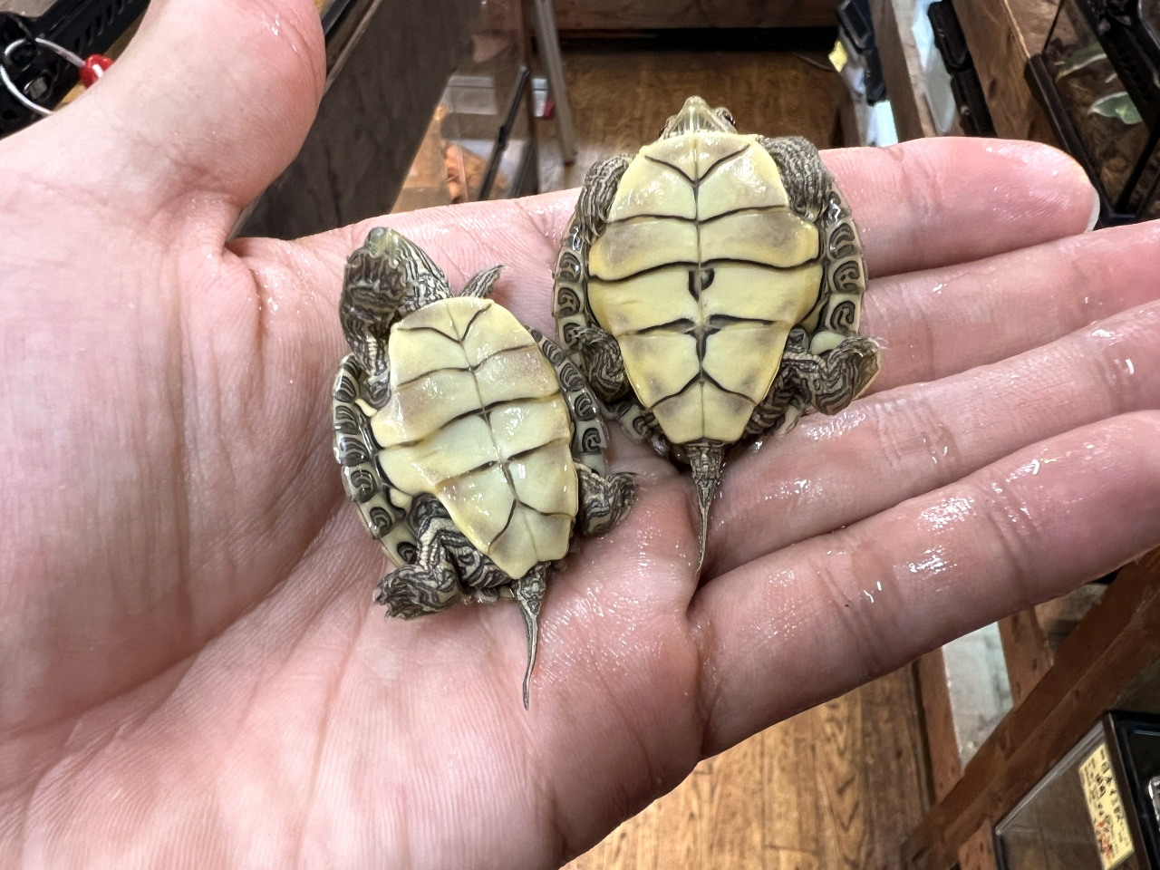 ヒラチズガメ(8)