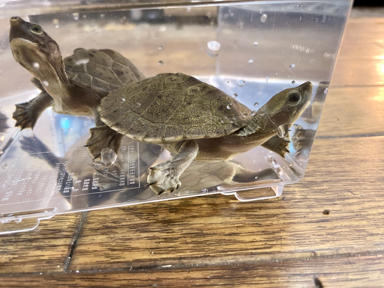 メキシコカワガメ(11)