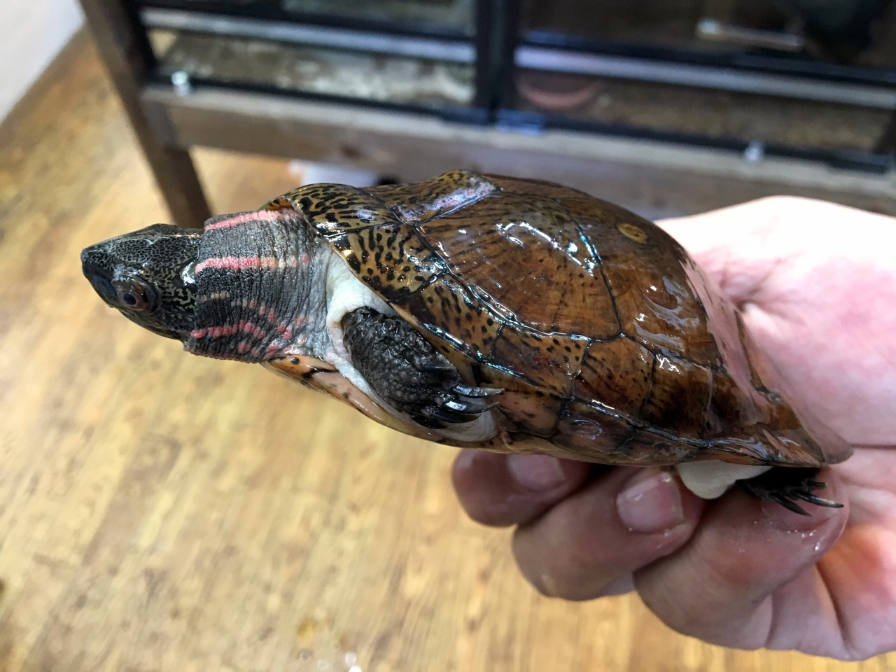 ジャノメイシガメ(5)