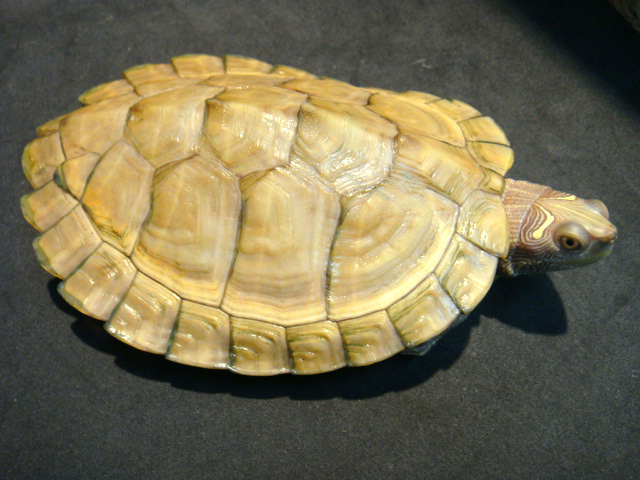 ニセチズガメ(4)