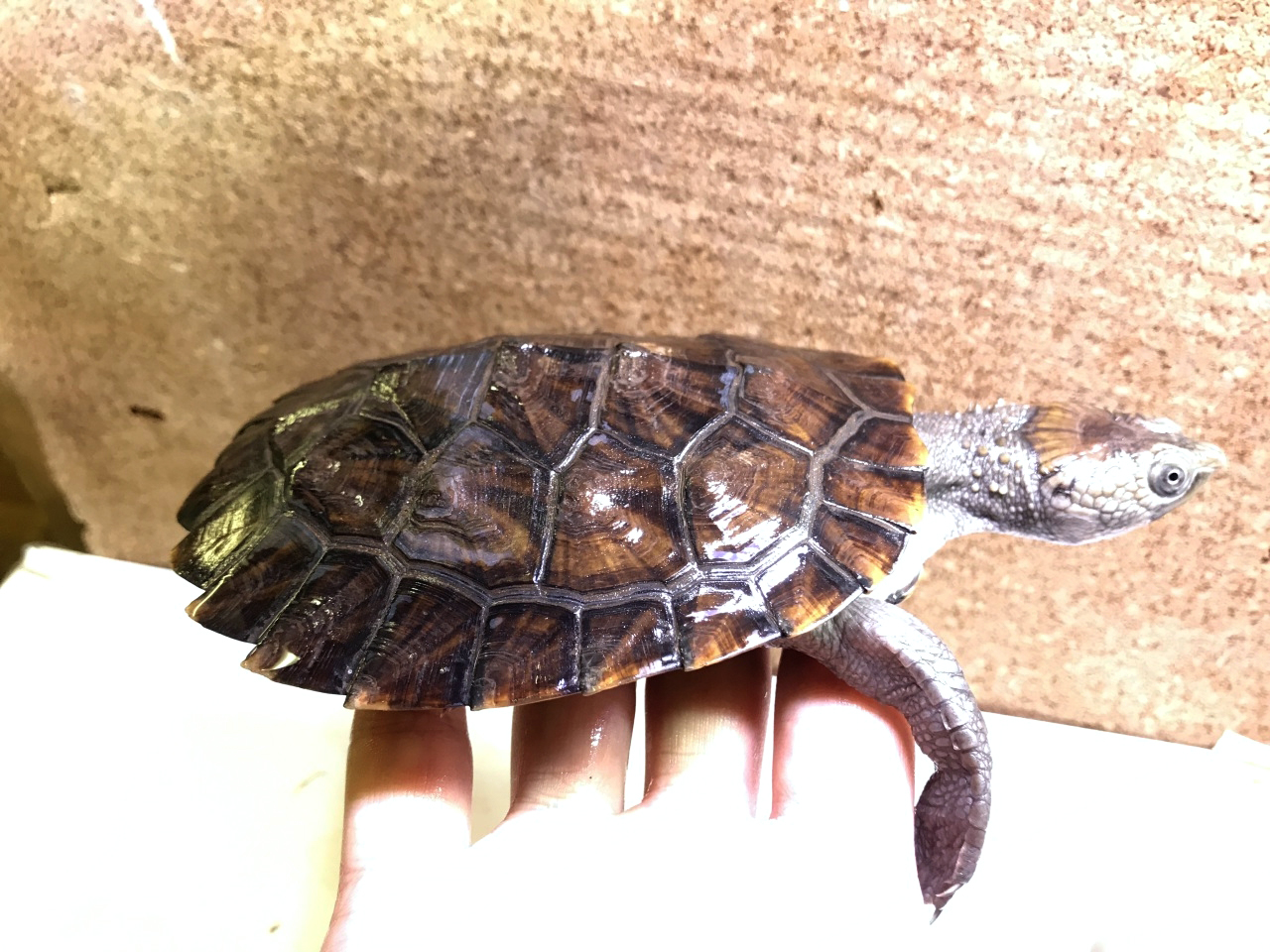 シロガオカブトガメ(2)