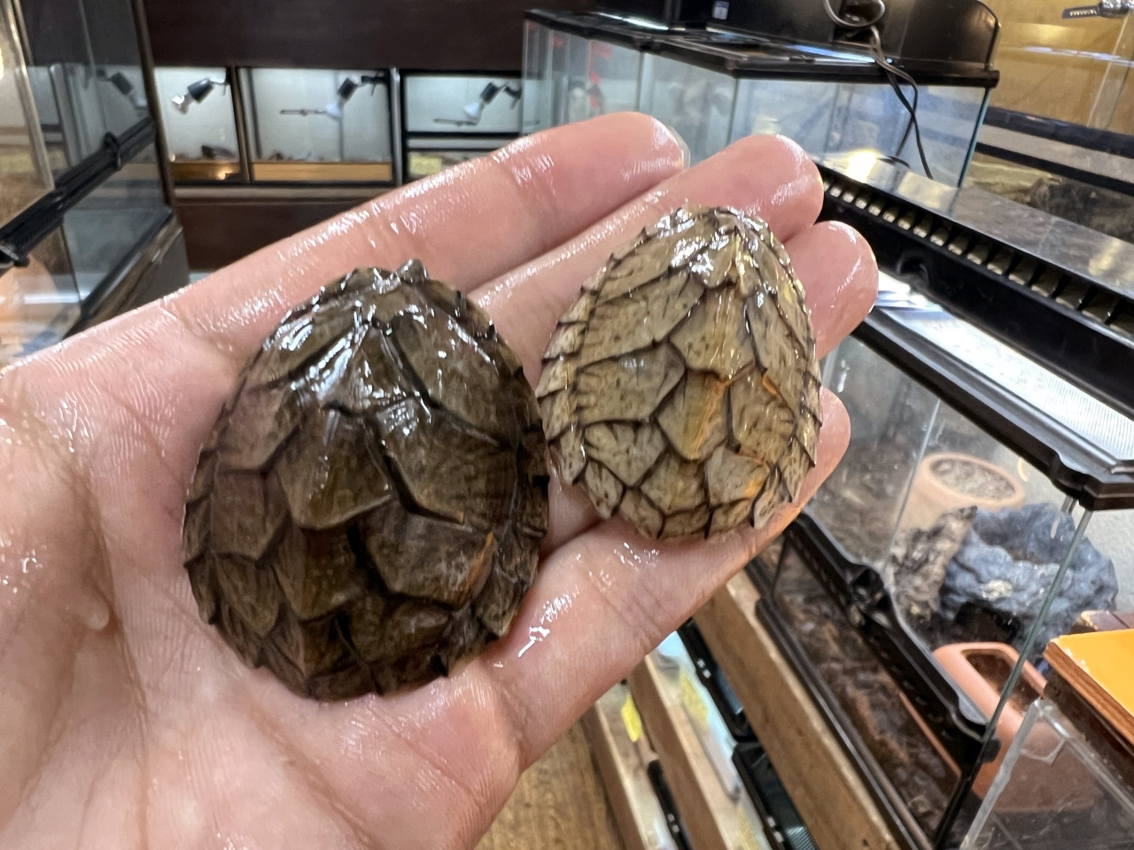 カブトニオイガメ(7)