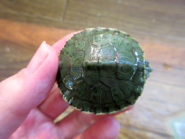 カンバーランドキミミガメ(1)