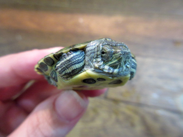 カンバーランドキミミガメ(2)