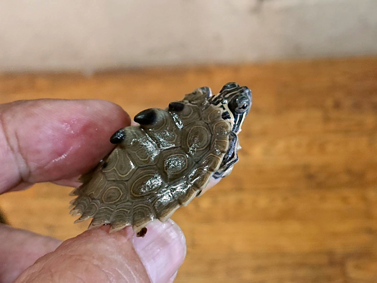 キタクロコブチズガメ(3)