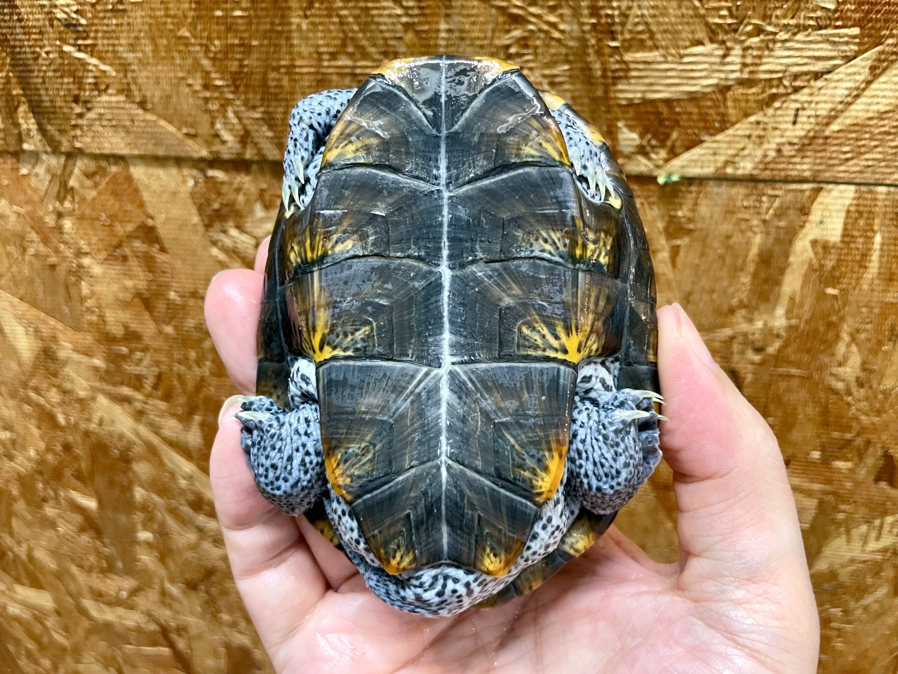 オルナータダイヤモンドバックテラピン(12)