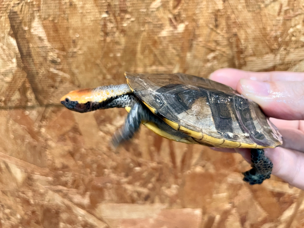 ズアカヒラタヘビクビガメ(2)