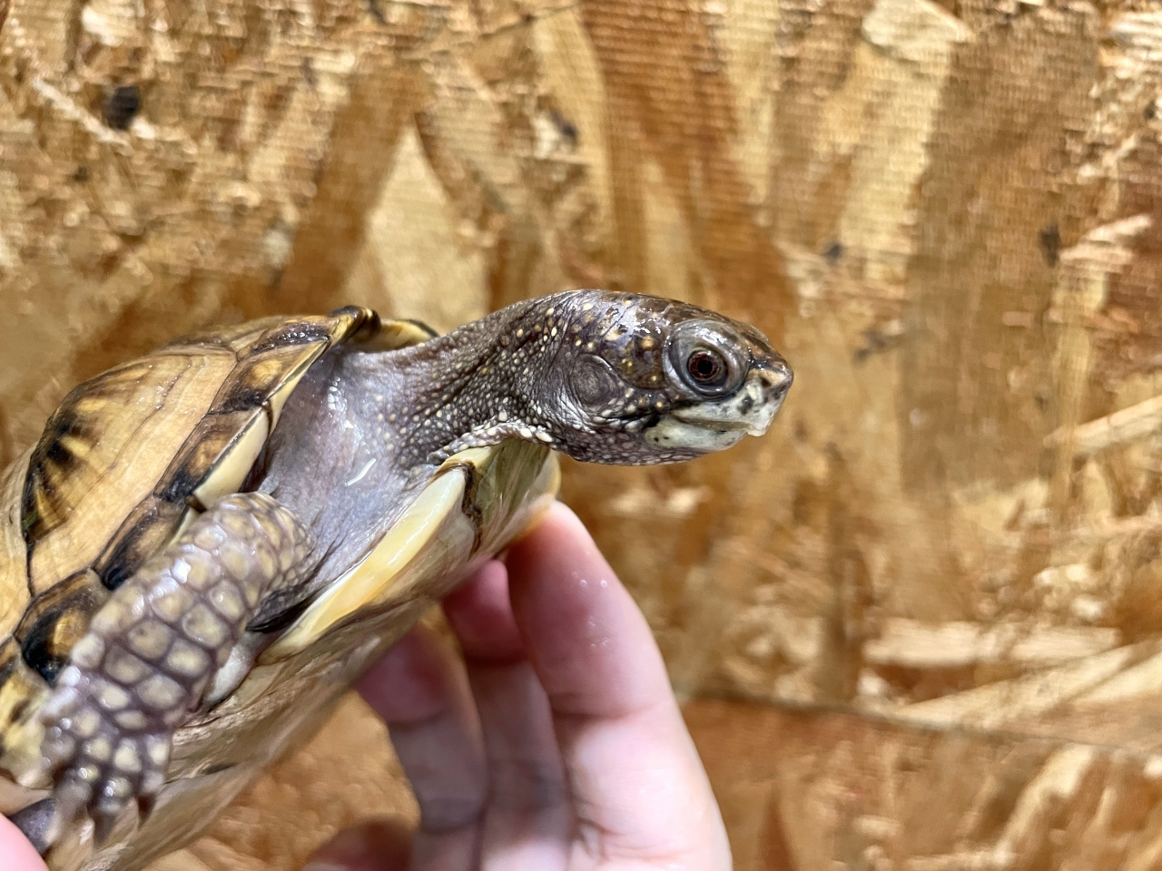 ミツユビハコガメ(7)