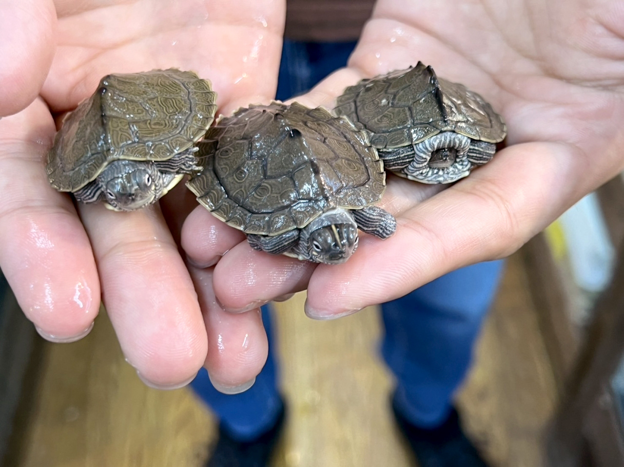 ハイイロチズガメ(4)