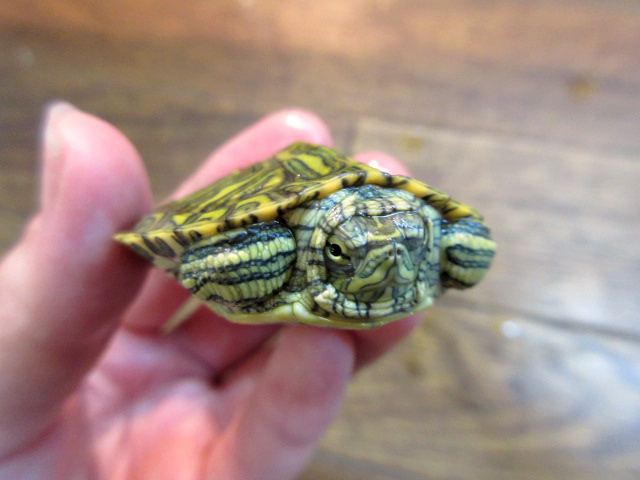 リオグランデクーター(5)