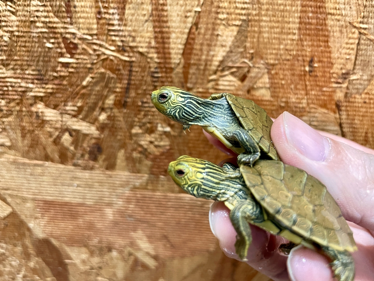 ヒラチズガメ(4)