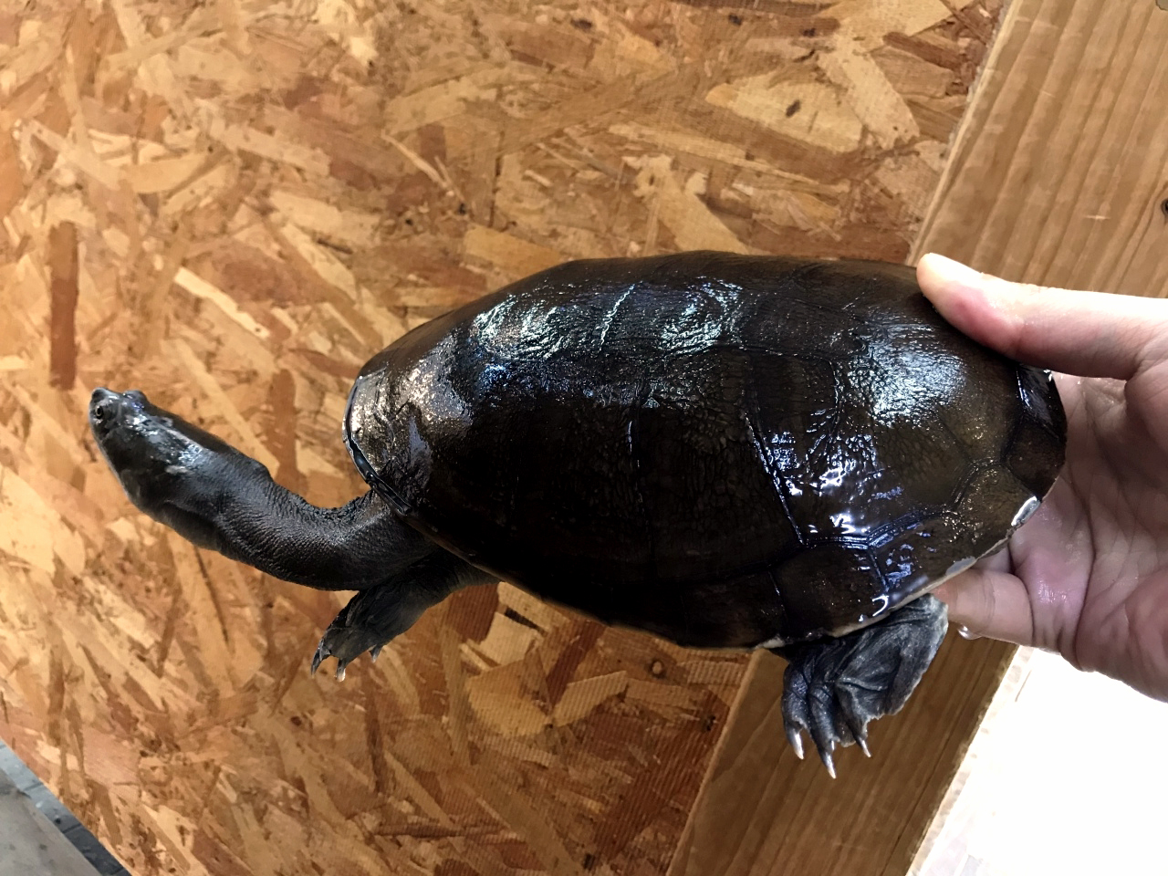 ジーベンロックナガクビガメ(5)