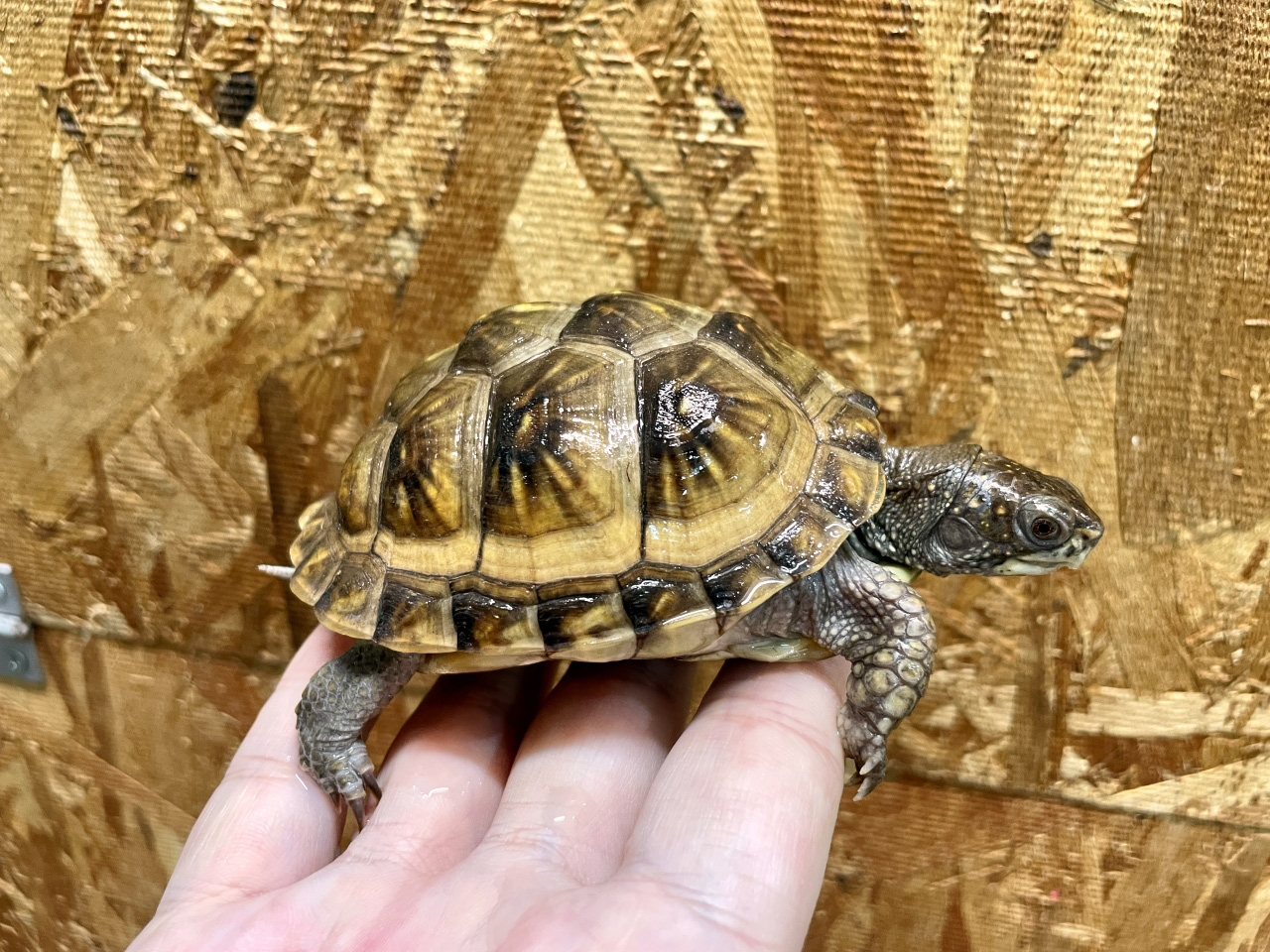 ミツユビハコガメ(6)