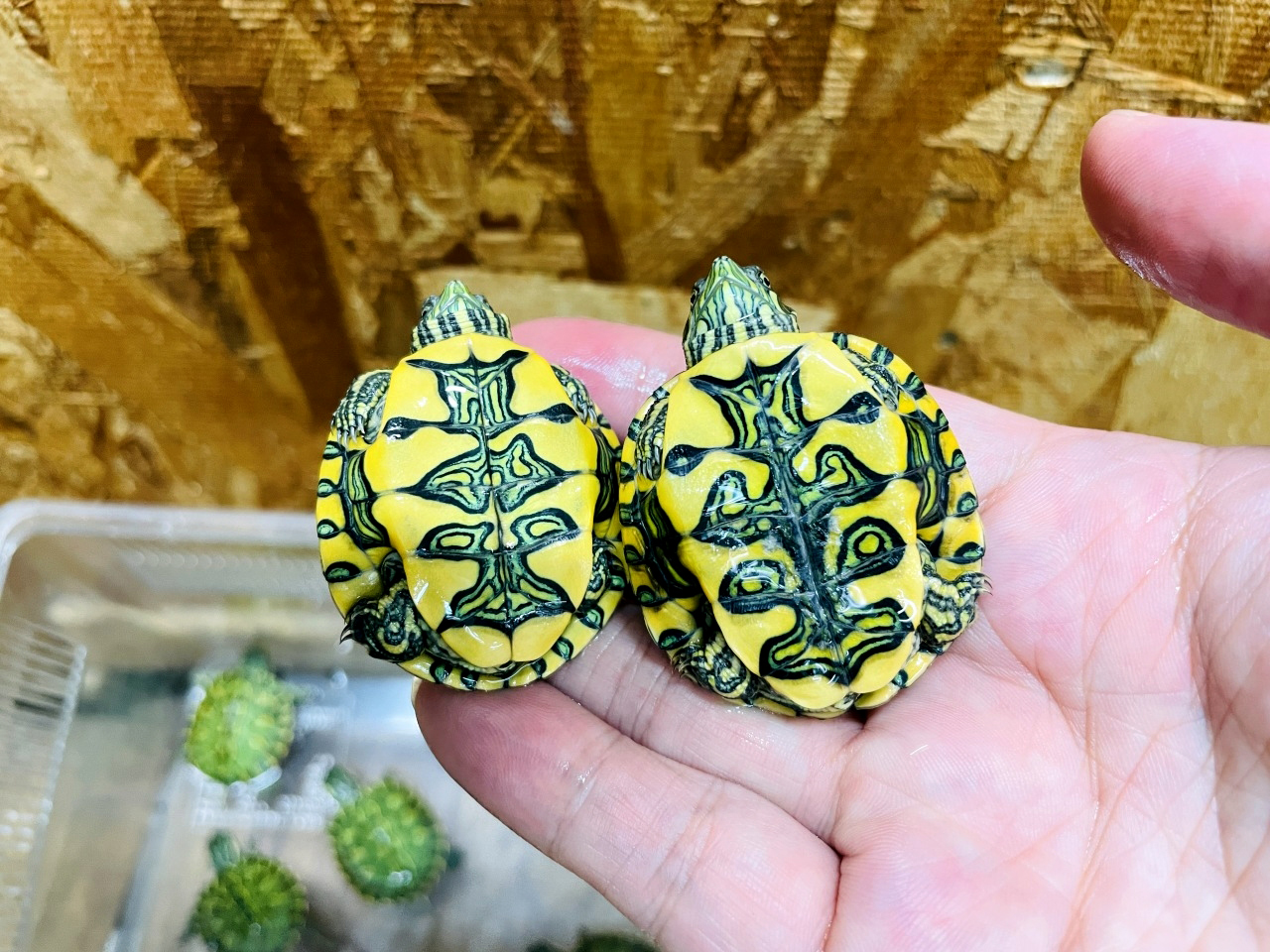 アルゼンチンクジャクガメ(3)