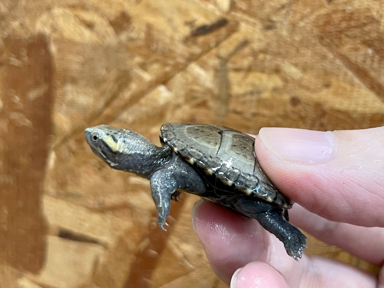 トウブドロガメ(5)