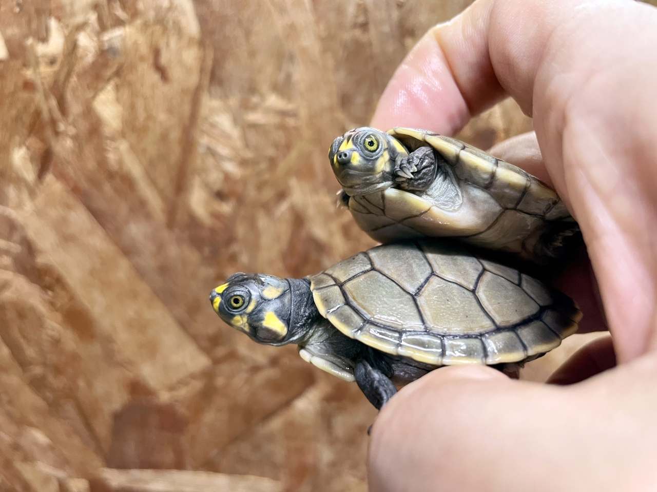 モンキヨコクビガメ(2)