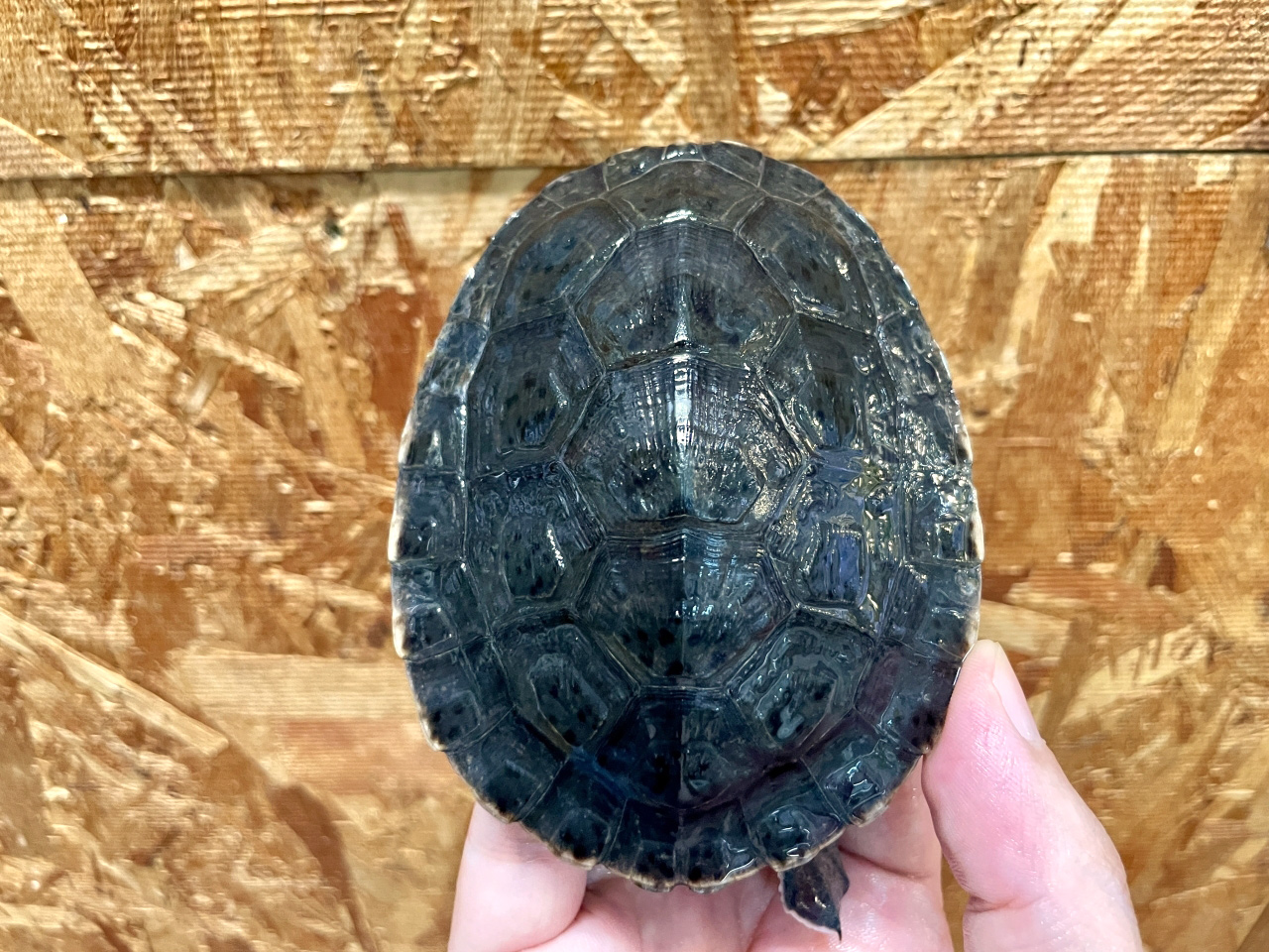 メキシコカワガメ(5)