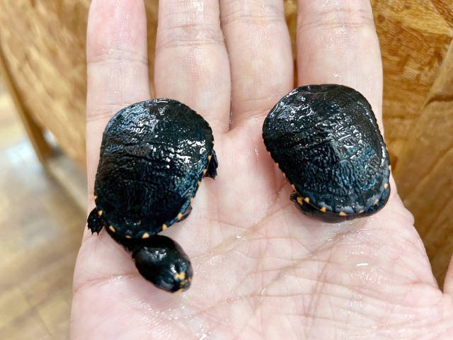 グナレンナガクビガメ