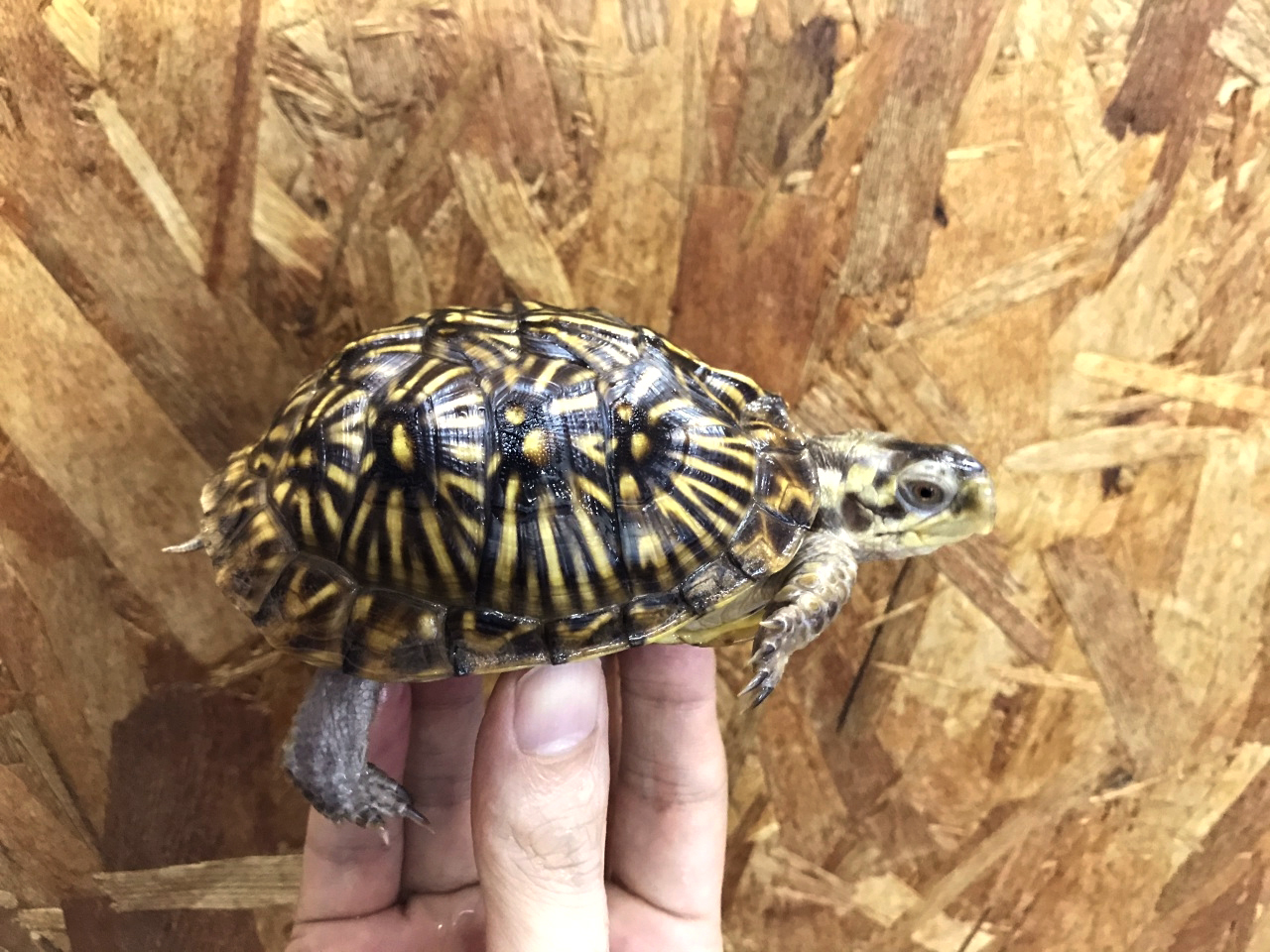 キタニシキハコガメ ミズガメ図鑑