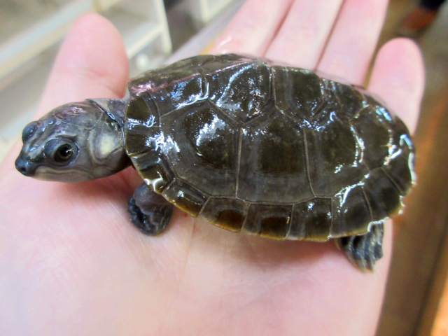 ムツコブヨコクビガメ(9)