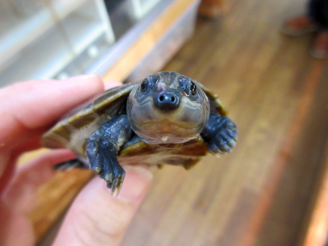 ムツコブヨコクビガメ(10)