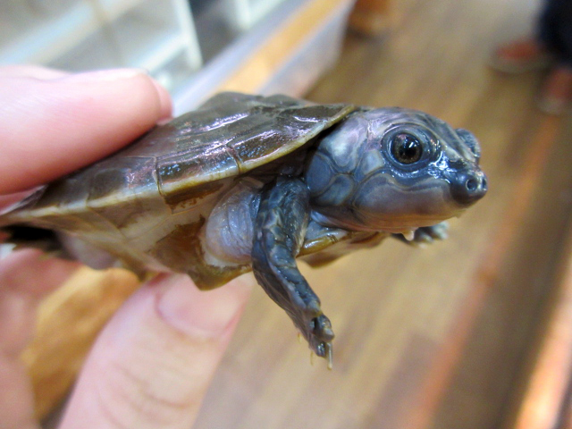 ムツコブヨコクビガメ(11)