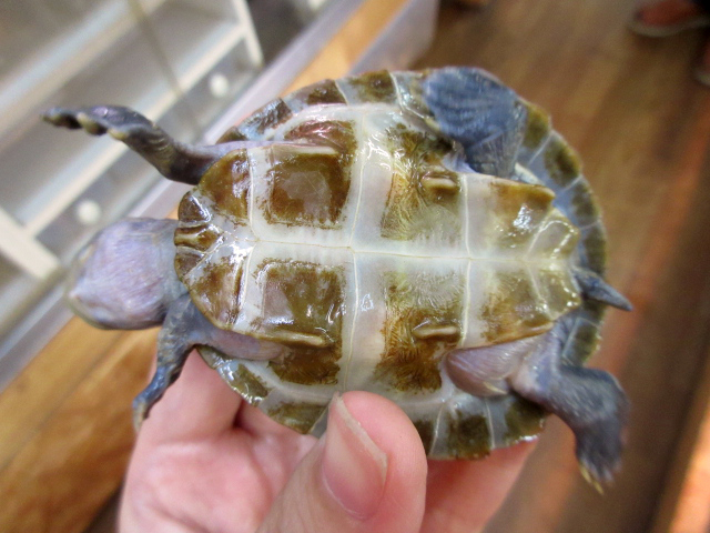 ムツコブヨコクビガメ(12)