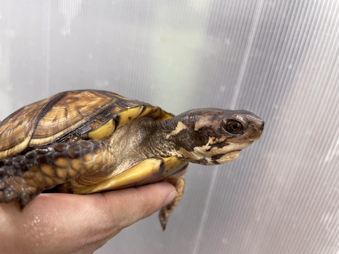 トウブハコガメ(3)
