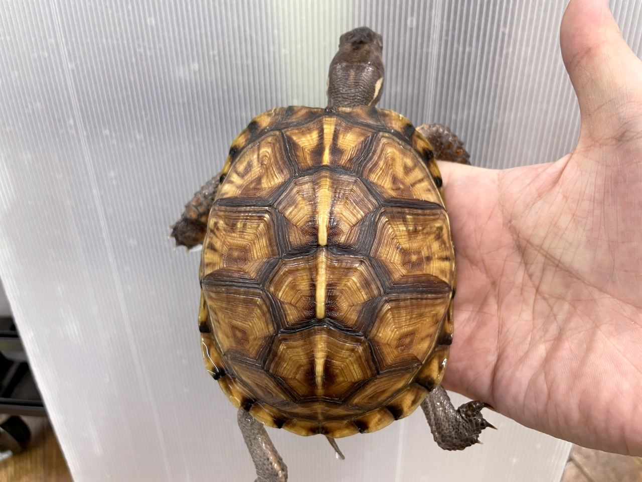 トウブハコガメ(1)