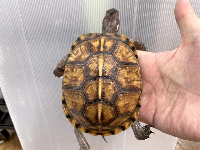 トウブハコガメ