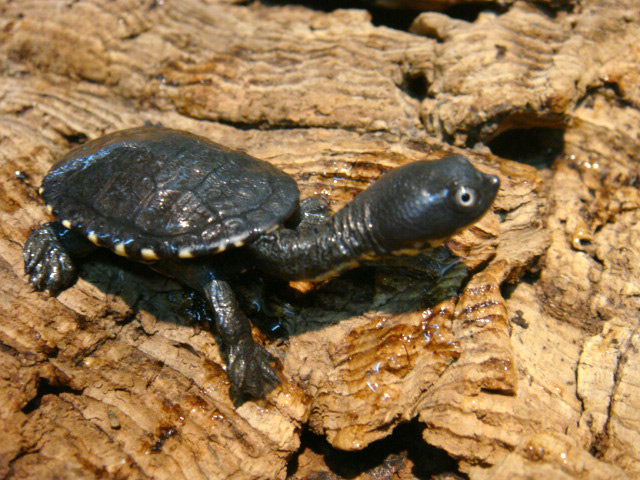 マッコードナガクビガメ(12)