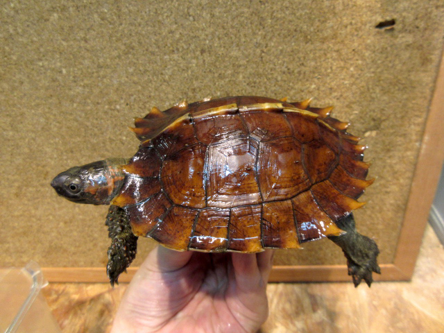 トゲヤマガメ(9)