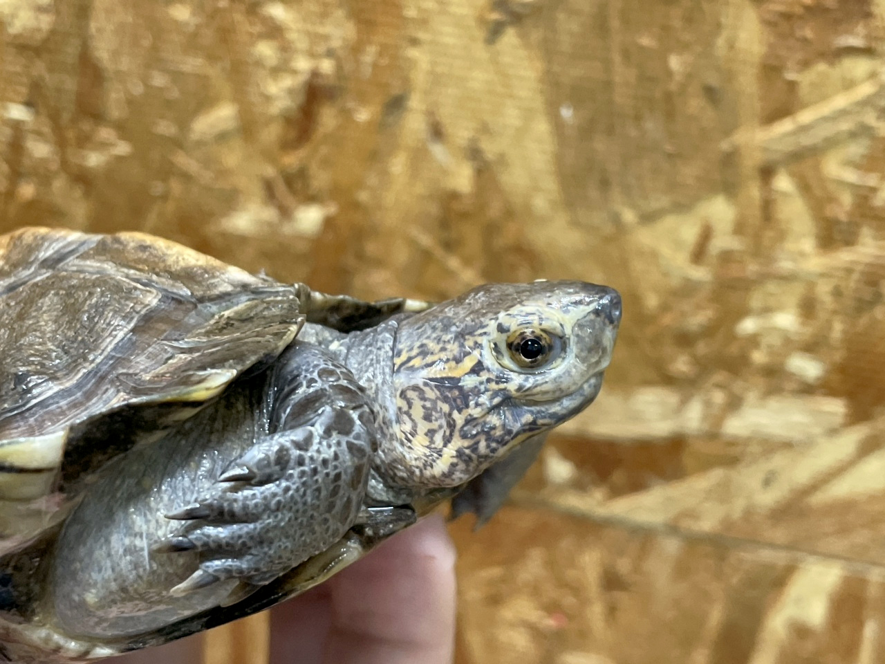 オオヤマガメ(7)