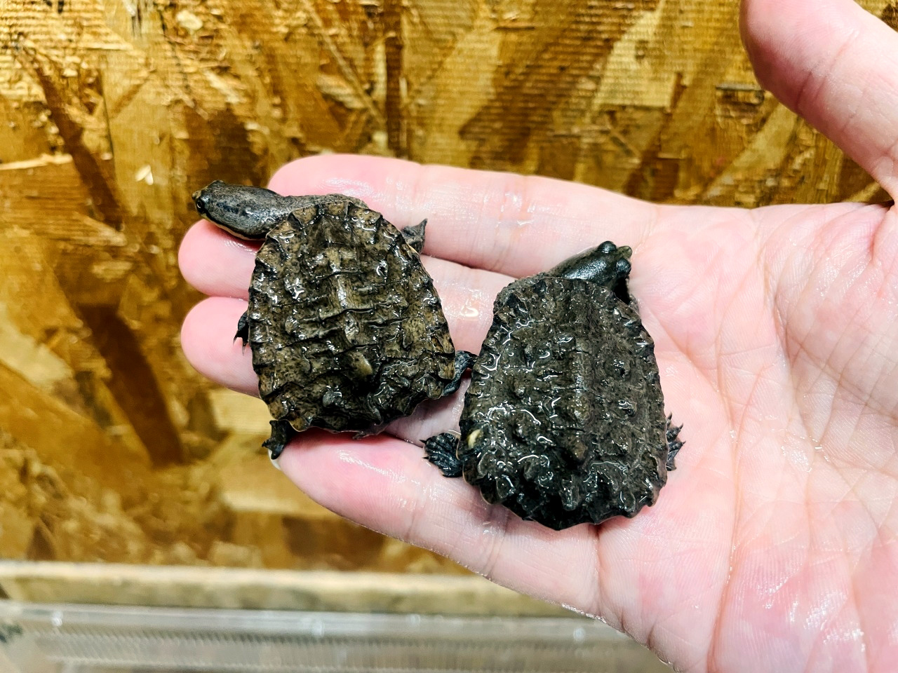 ギザミネヘビクビガメ(9)