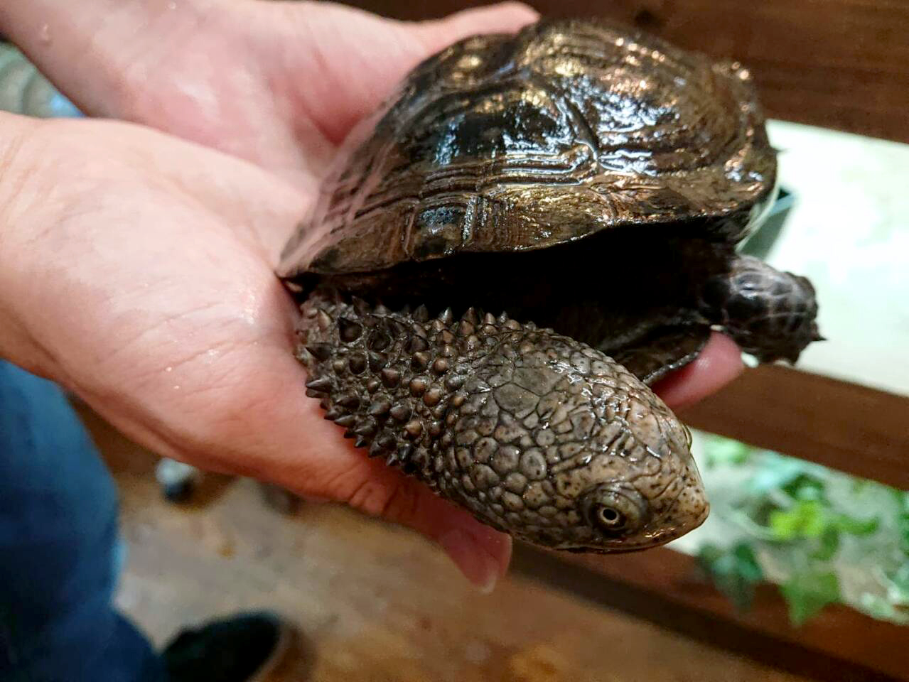 クロハラヘビクビガメ(5)