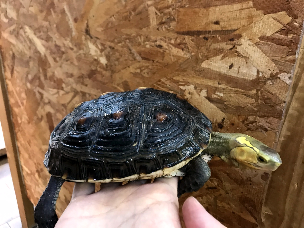 チュウゴクセマルハコガメ(4)