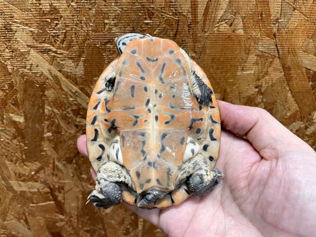 キタジェフロアカエルガメ(12)