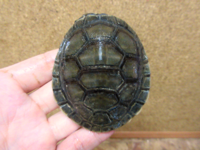 オオヨコクビガメ(5)