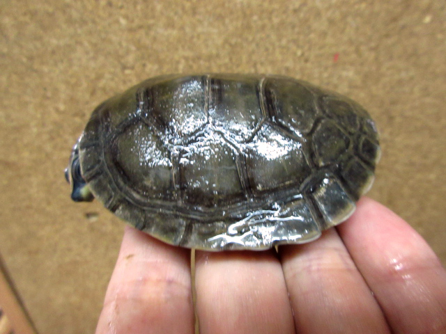 オオヨコクビガメ(6)