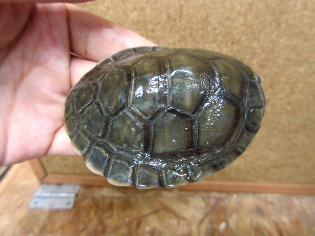 オオヨコクビガメ(7)
