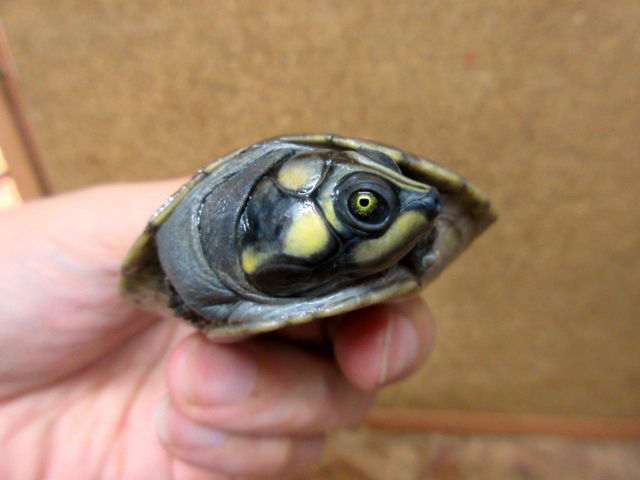 オオヨコクビガメ(8)