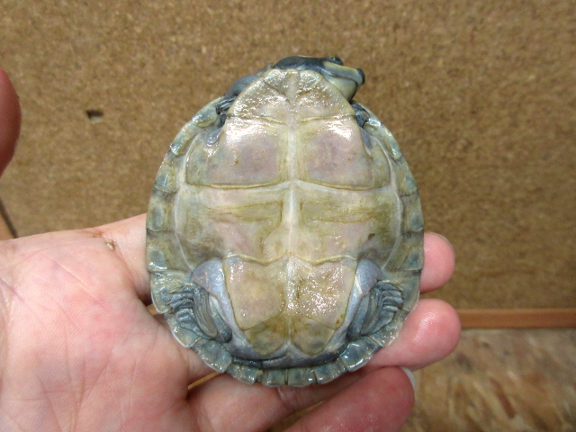 オオヨコクビガメ(9)