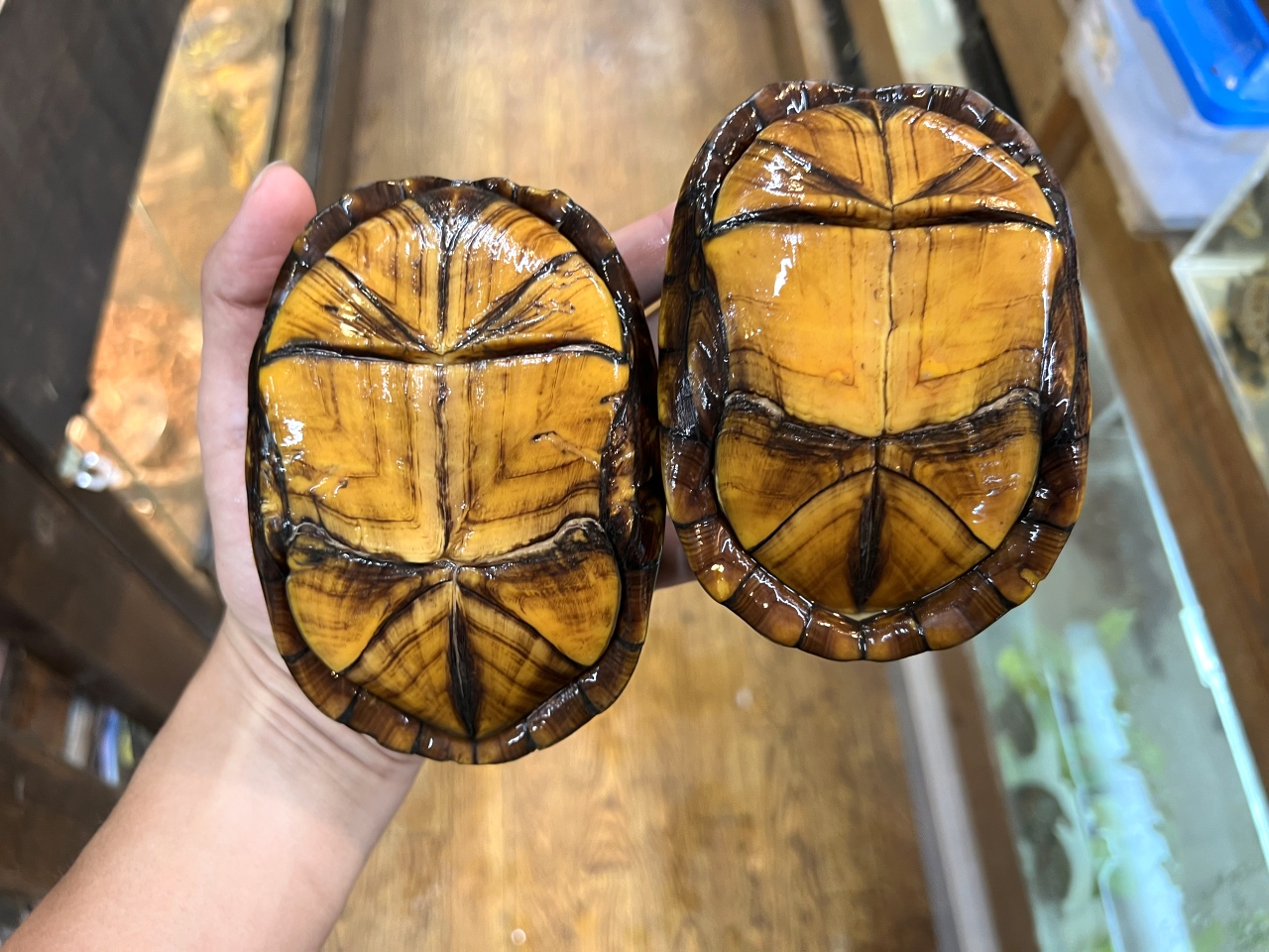 ホオアカドロガメ(2)